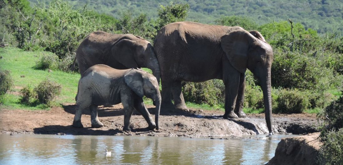 Addo Elephant National Park