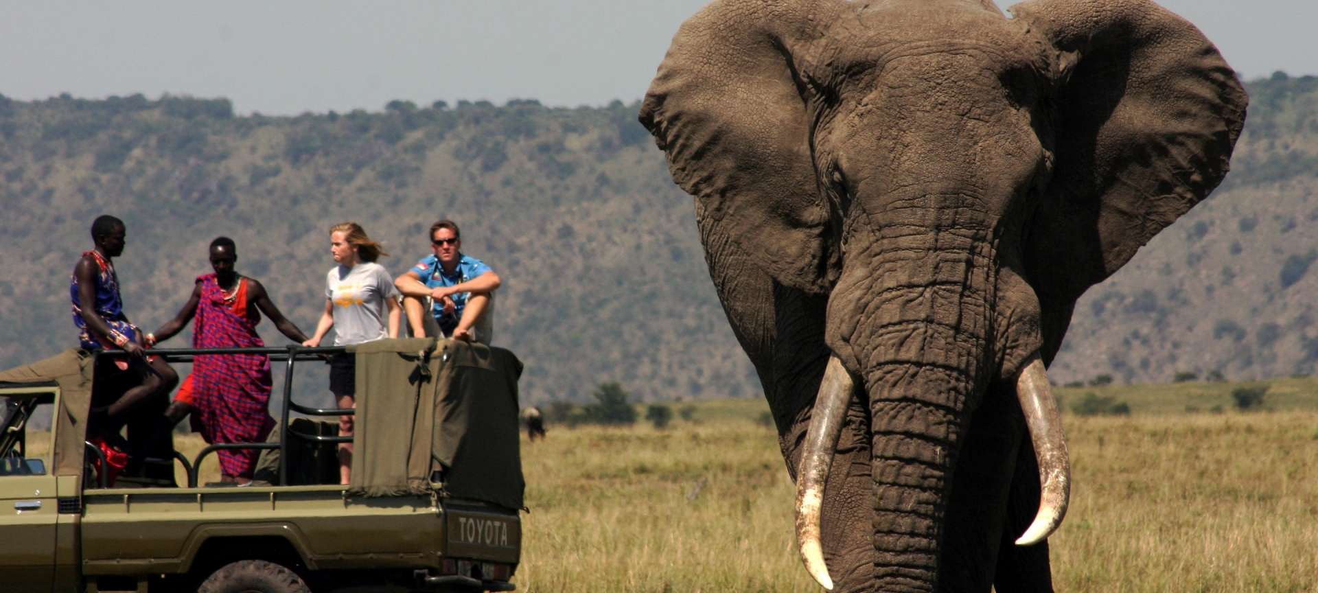 Largest Elephant Ever Recorded