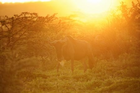 wildebeest-at-sunset