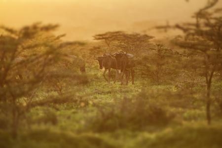 wildebeest-on-the-move