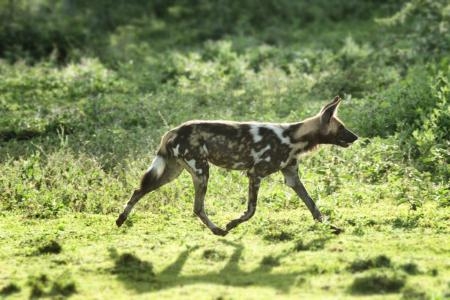 wild-dogs-active-around-the-kakessio-area
