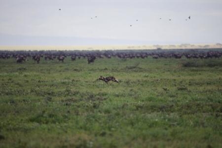 wild-dog-and-the-wildebeest-herds