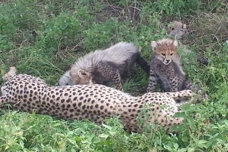 cheetah-cubs-and-mother-in-ndutu