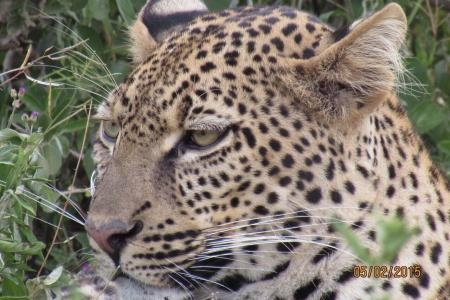 leopard-spotted-in-ndutu