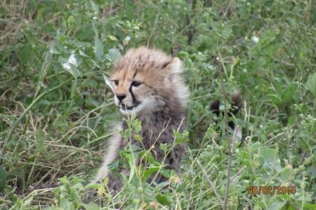 cheetah-cub-playing-in-ndutu