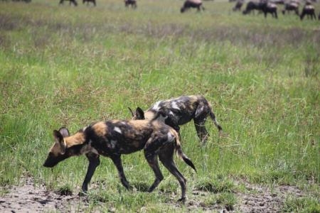 wild-dog-on-the-prowl-in-ndutu