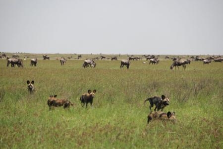 pack-of-wild-dogs-in-ndutu