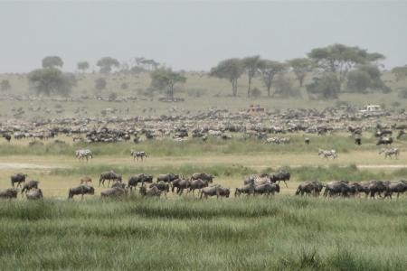 rain-has-returned-to-ndutu
