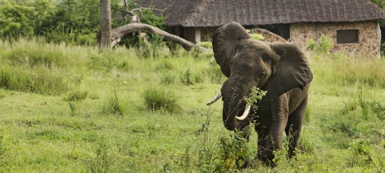 Elephant at Beho Beho at Selous Game Reserve in Tanzania