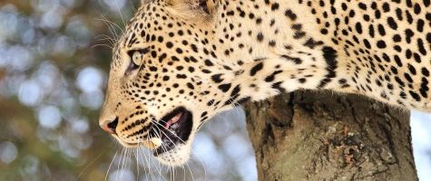 Ndutu Safari Lodge