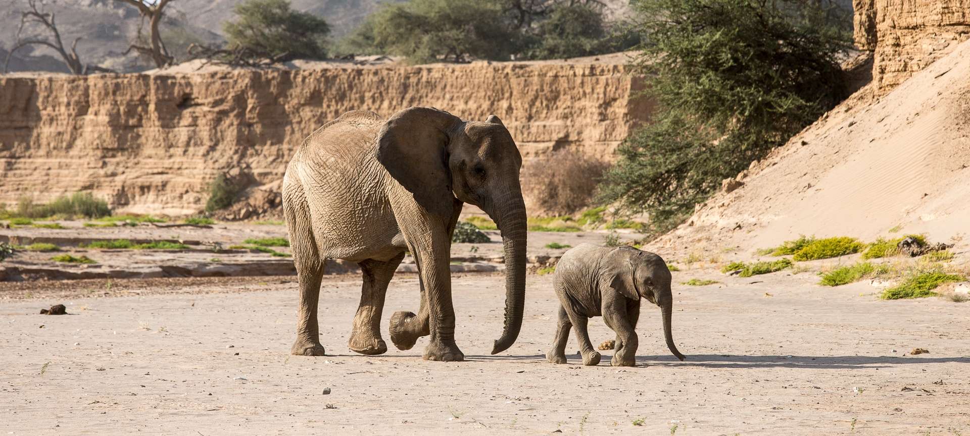 Uniquely adapted desert elephants