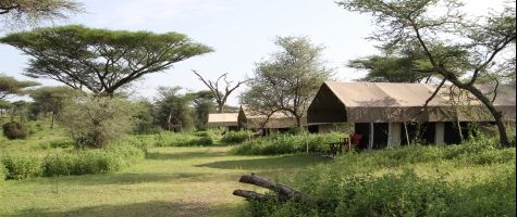 Camp Zebra