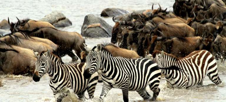 Camp Zebra - African Wildlife Safaris