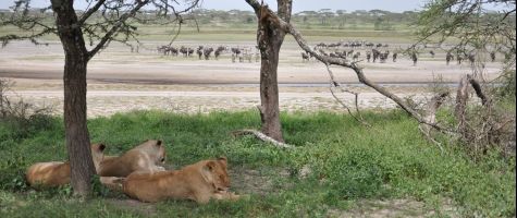 Lions at Chaka Camp in Serengeti National Park