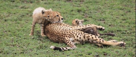Cheetah Mother and Cubs at  Chaka Camp in Serengeti National Park, Tanzania