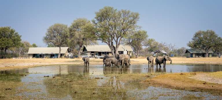 Elephants at Linkwasha Camp in Hwange, Zimbabwe