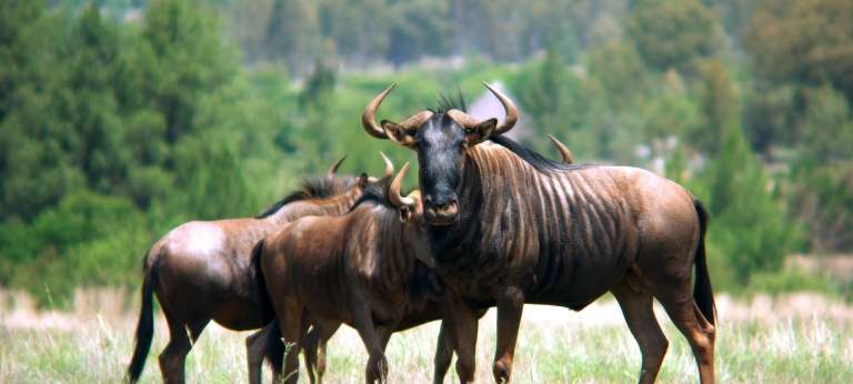 Mbugani Migration Camp, Serengeti National Park, Tanzania - Africa Wildlife Safaris