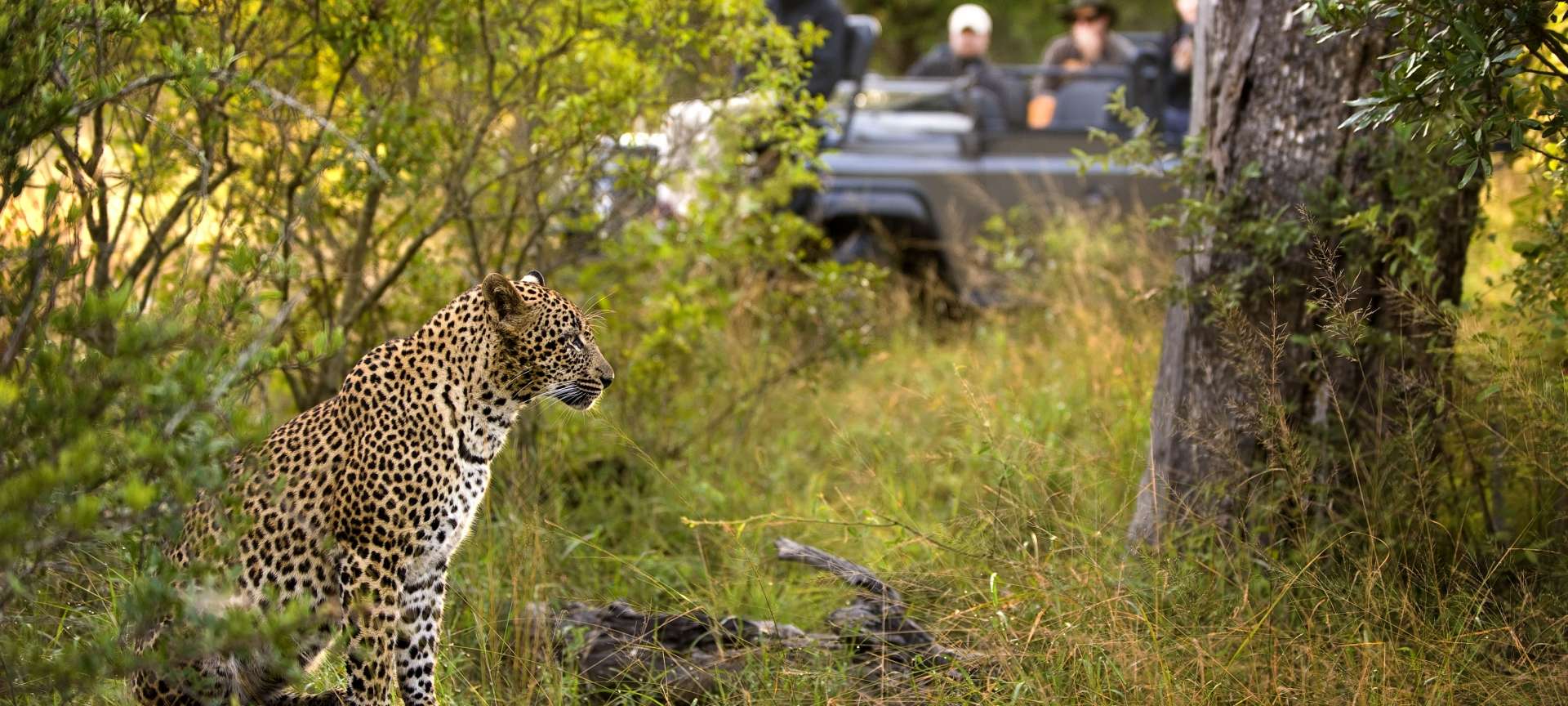 Lion Sands Narina Lodge Kruger National Park Discover Africa Safaris