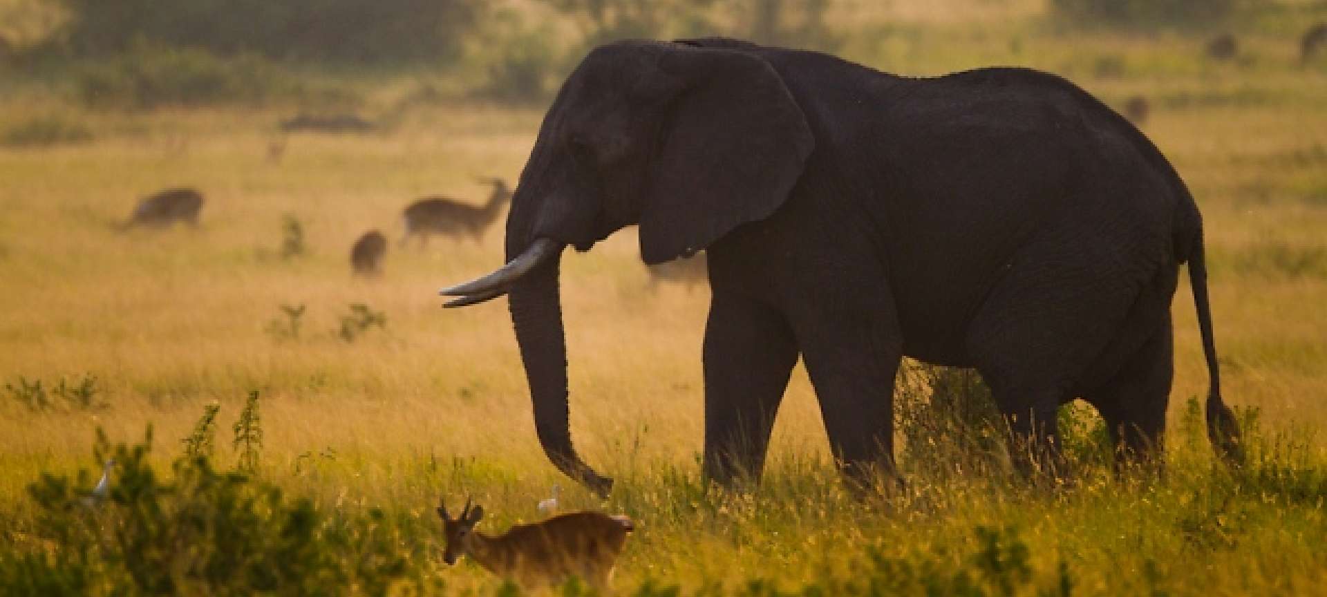 Ishasha Wilderness Camp Discover Africa Safaris