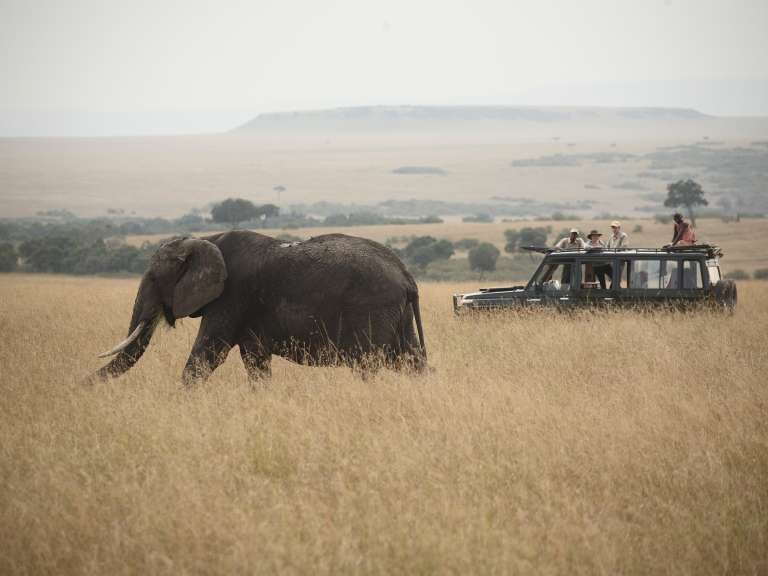 Watching an Elephant on a game drive safari at Rekero Mara Camp, Masai Mara, Kenya