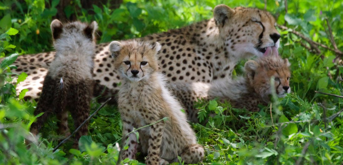 Festive Season in the Serengeti - Ania and Thomas’s Tanzania ...