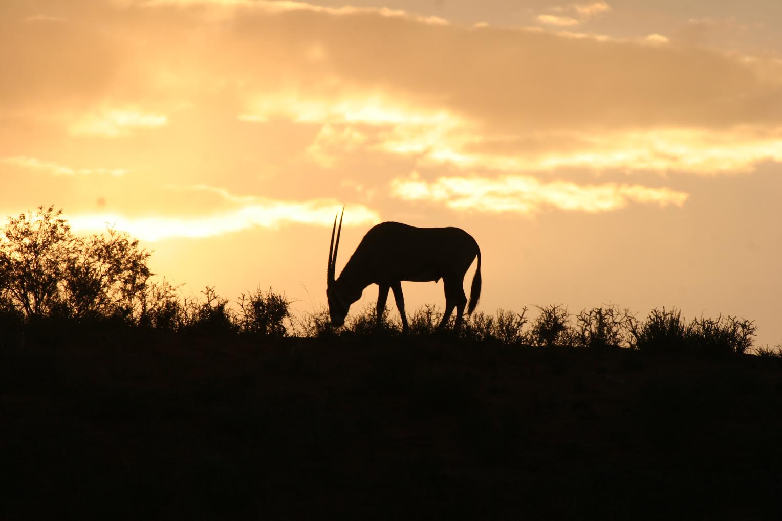 night safari africa