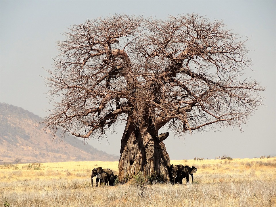 in search of the baobab tree