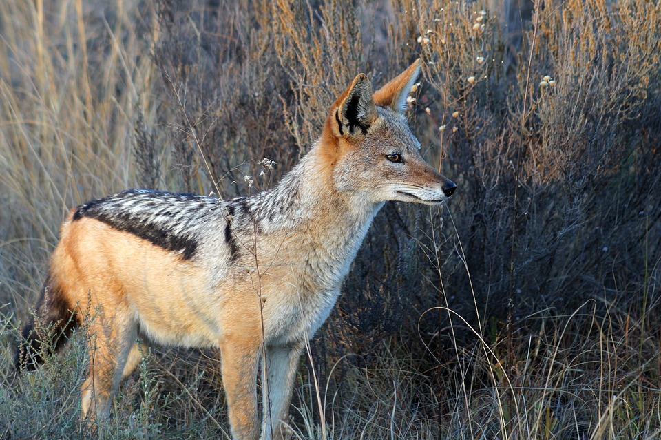 The Jackal: Africa’s Opportunistic Omnivore | Discover Africa Safaris