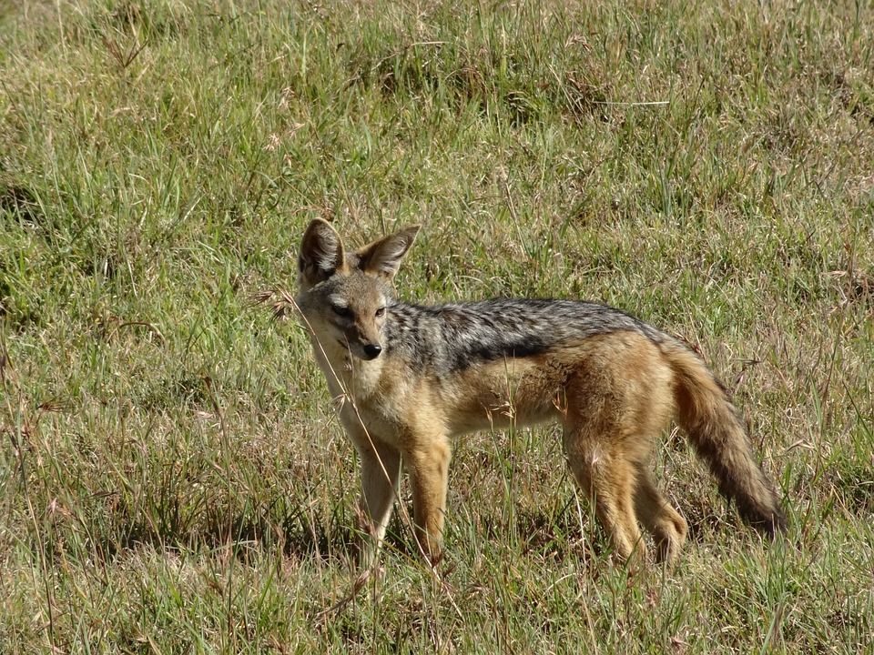 The Jackal: Africa’s Opportunistic Omnivore | Discover Africa Safaris