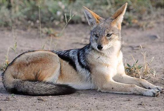 The Jackal: Africa's Opportunistic Omnivore | Discover ...