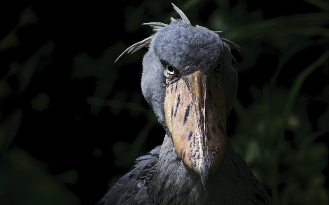 what_in_the_world_is_a_shoebill_6_new_stateman.jpg