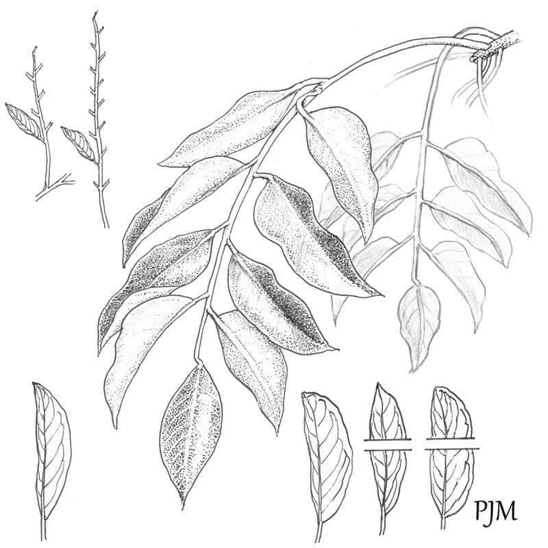 You can now use an app to identify any tree in Southern Africa Discover Africa Safaris