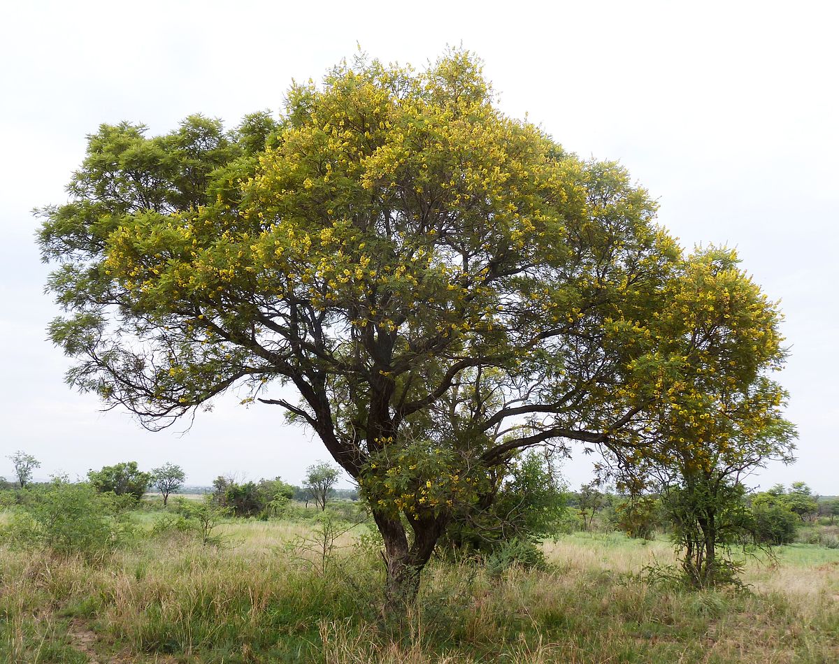 the-secrets-of-the-weeping-wattle-tree-discover-africa-safaris