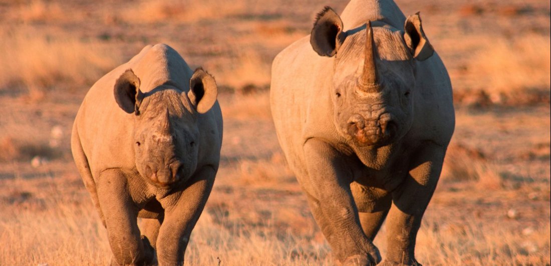 Etosha National Park Namibia