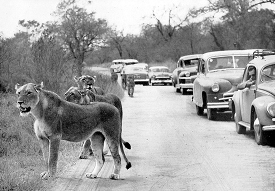 A Brief History Of The Kruger National Park Discover Africa Safaris