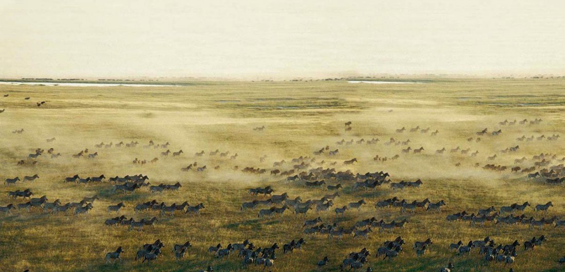 Herds of zebra cross the plains during Botswana's dry season