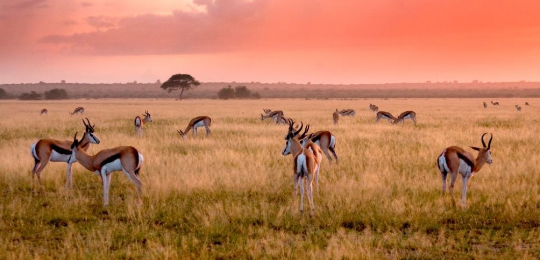 A short guide to the Central Kalahari Game Reserve | Discover Africa Safaris