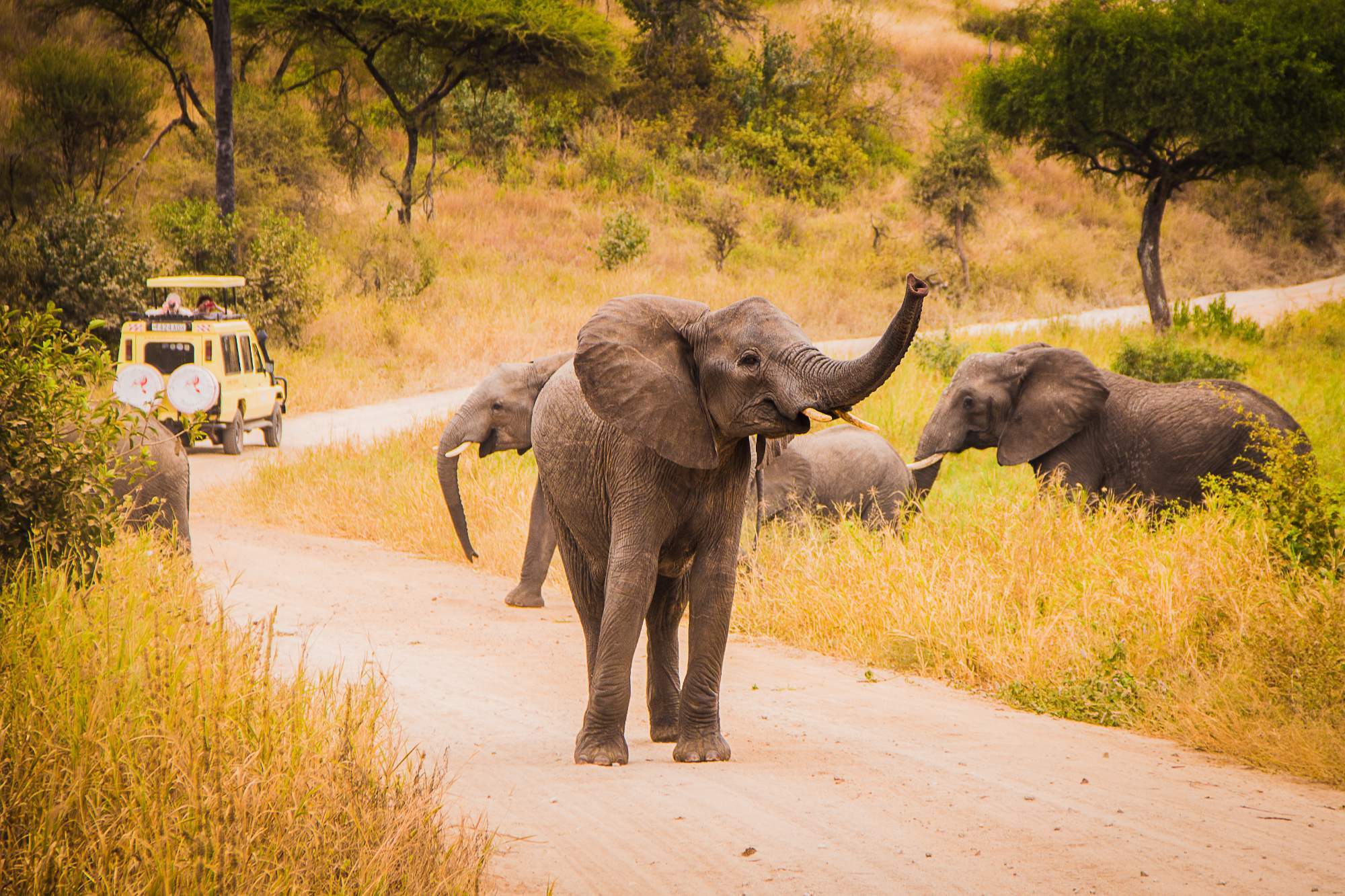 high end serengeti safari