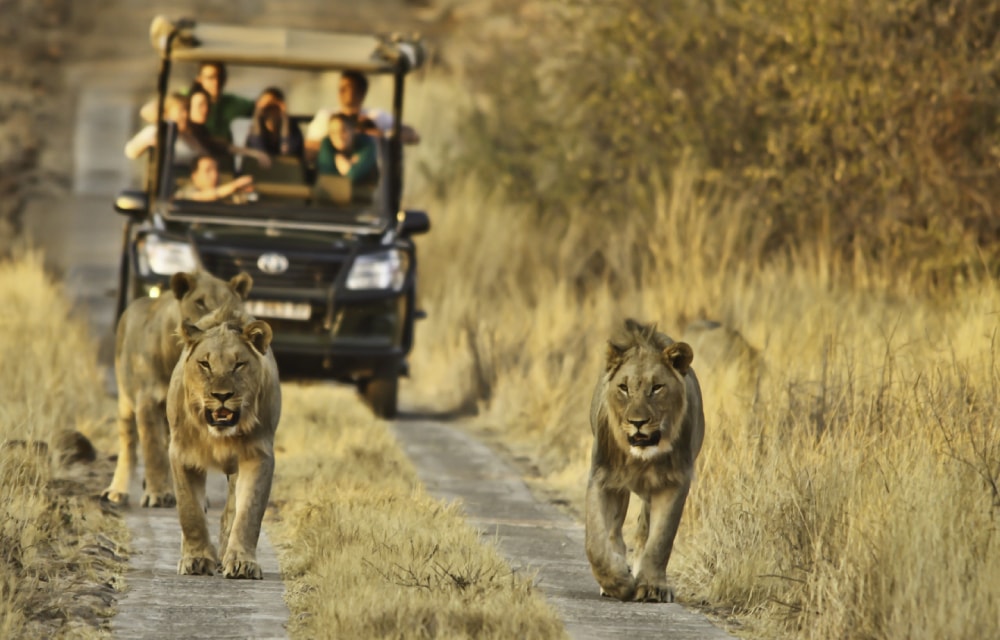 How Much Does a 10-day Kruger Safari Cost? | Discover ...