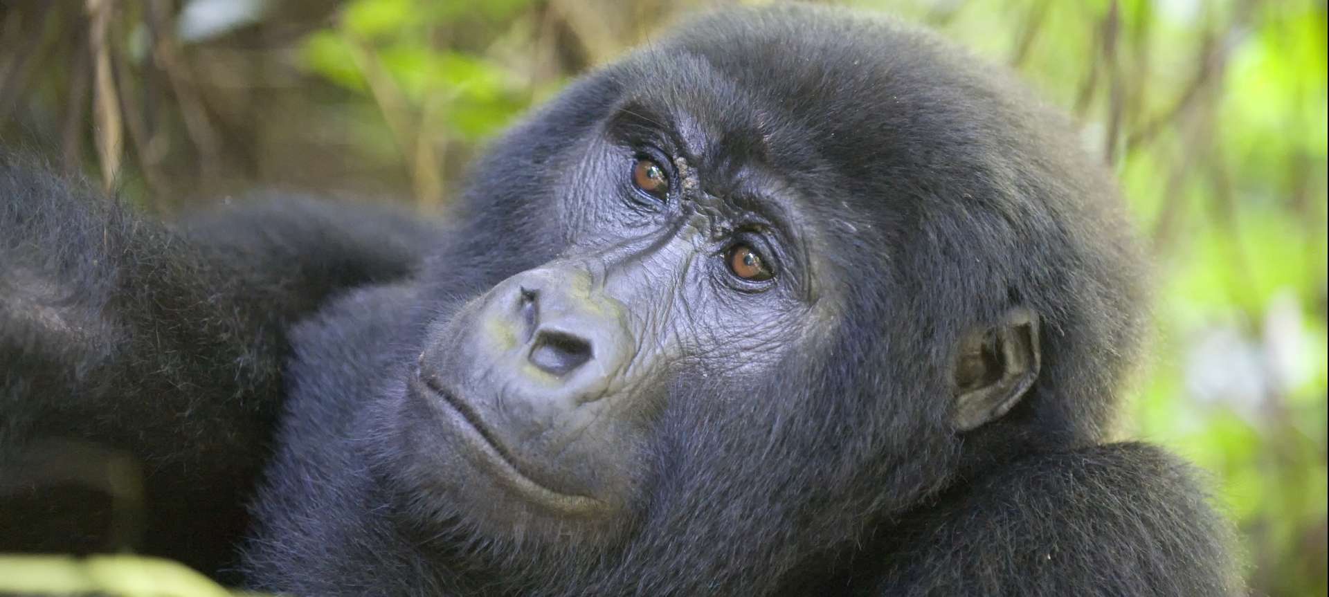 Mountain gorilla trekking in Africa - Africa Wildlife Safaris