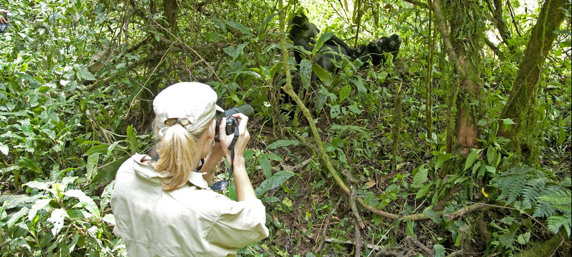 Mountain gorilla trekking in Africa - Africa Wildlife Safaris