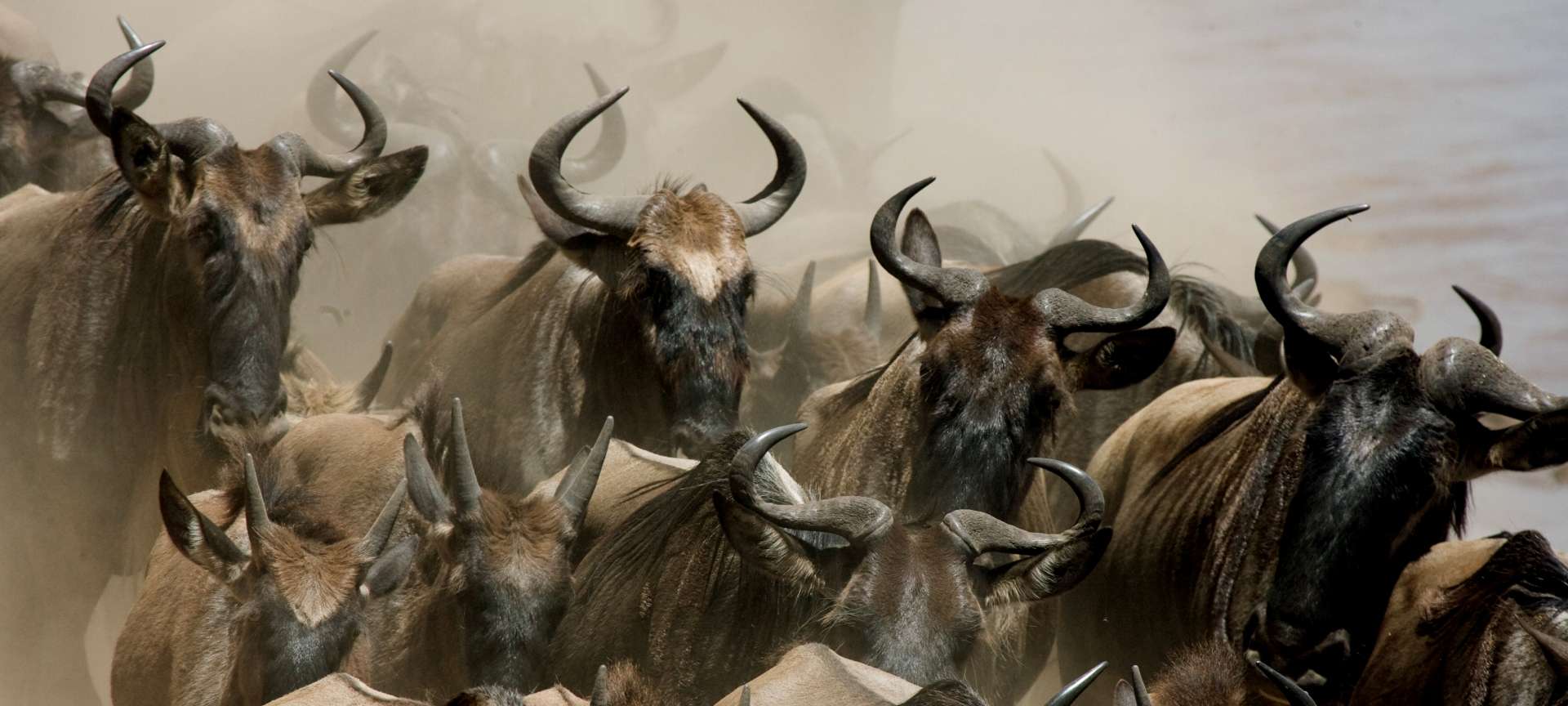 Migration safaris in Africa - Africa Wildlife Safaris