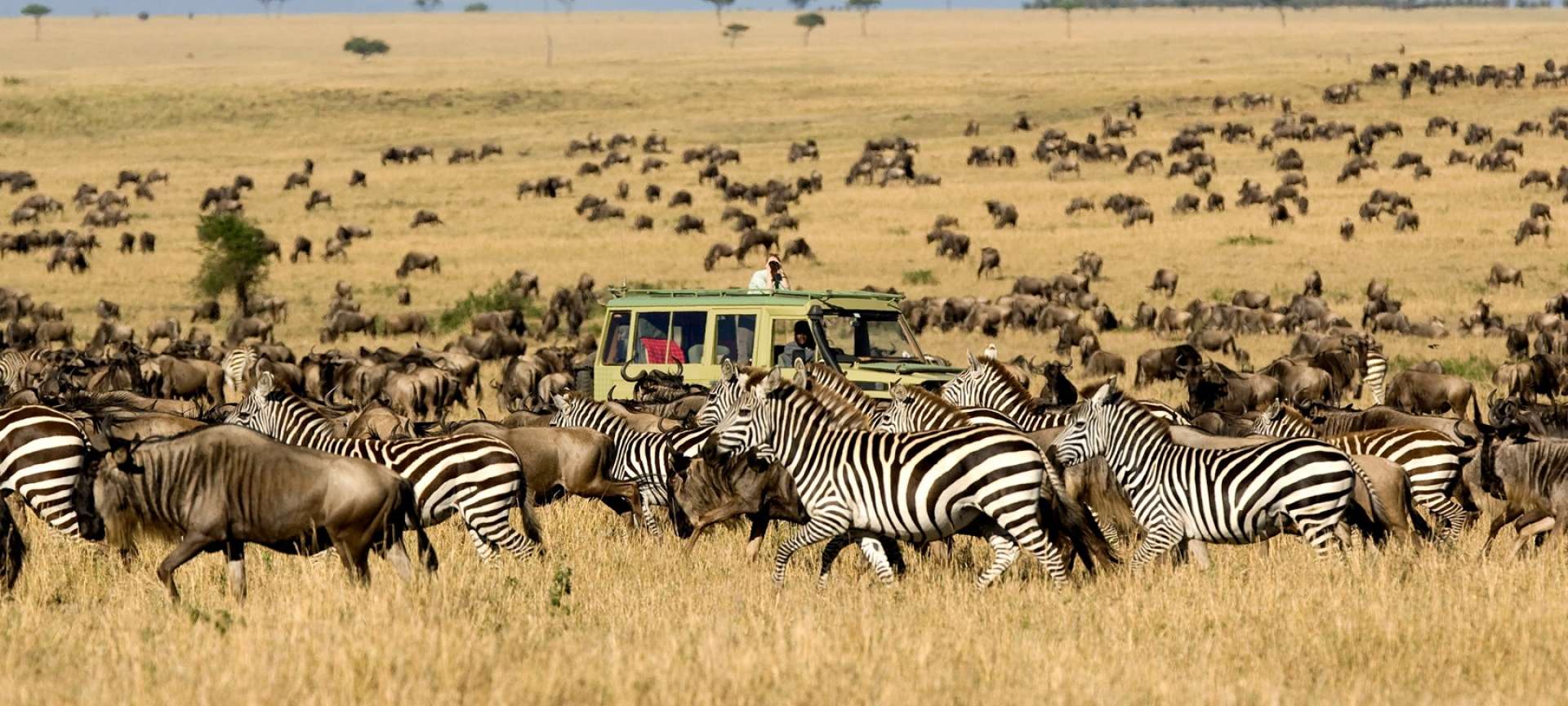 Migration safaris in Africa - Africa Wildlife Safaris