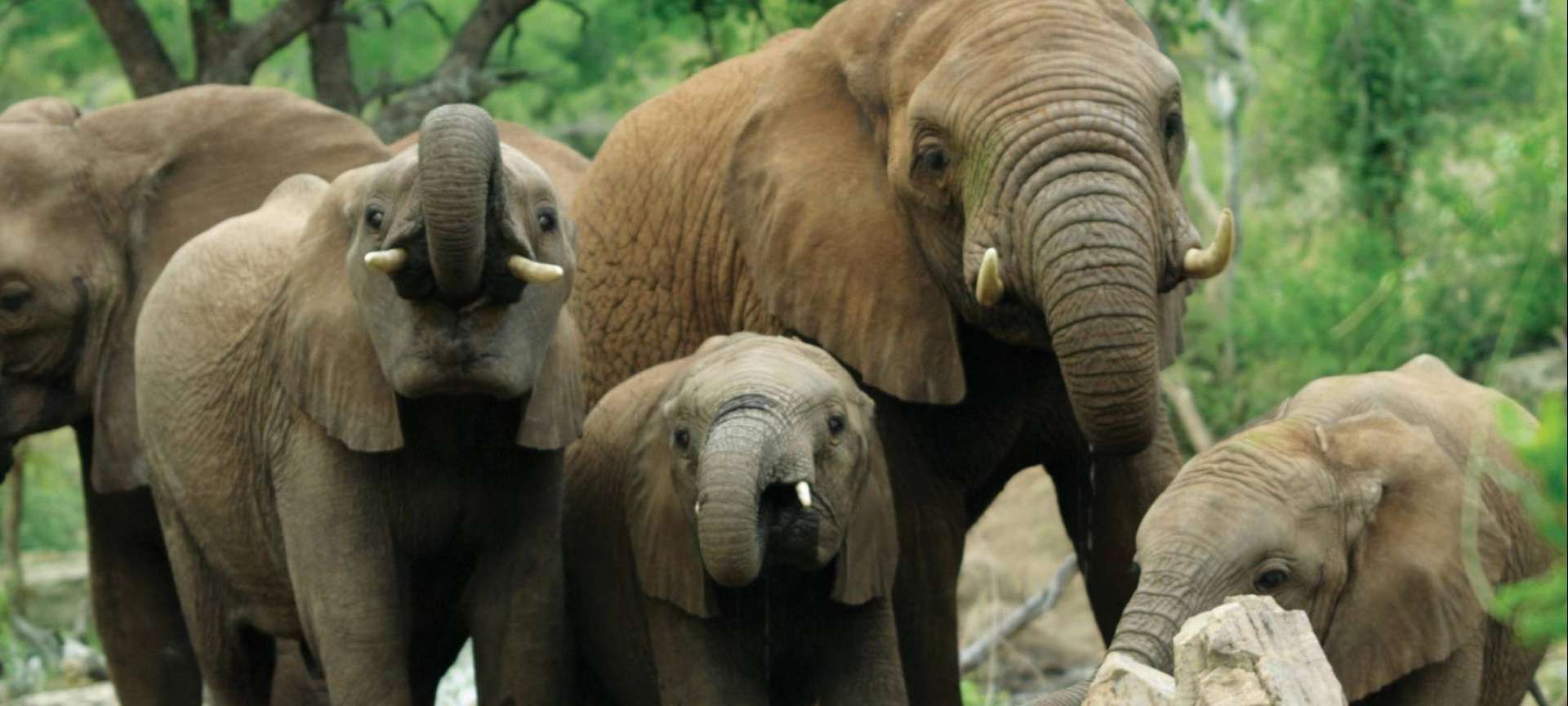 Malaria-free safaris in Africa - Africa Wildlife Safaris