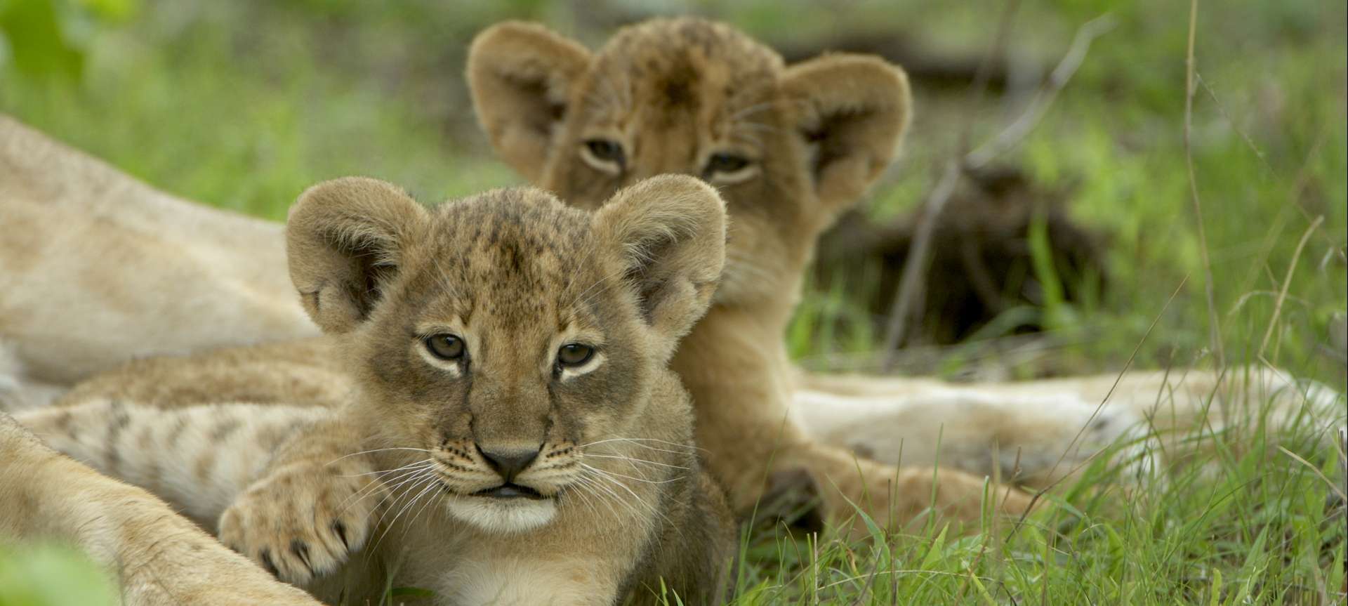 Big cat safaris in Africa Packages & Itineraries Discover Africa