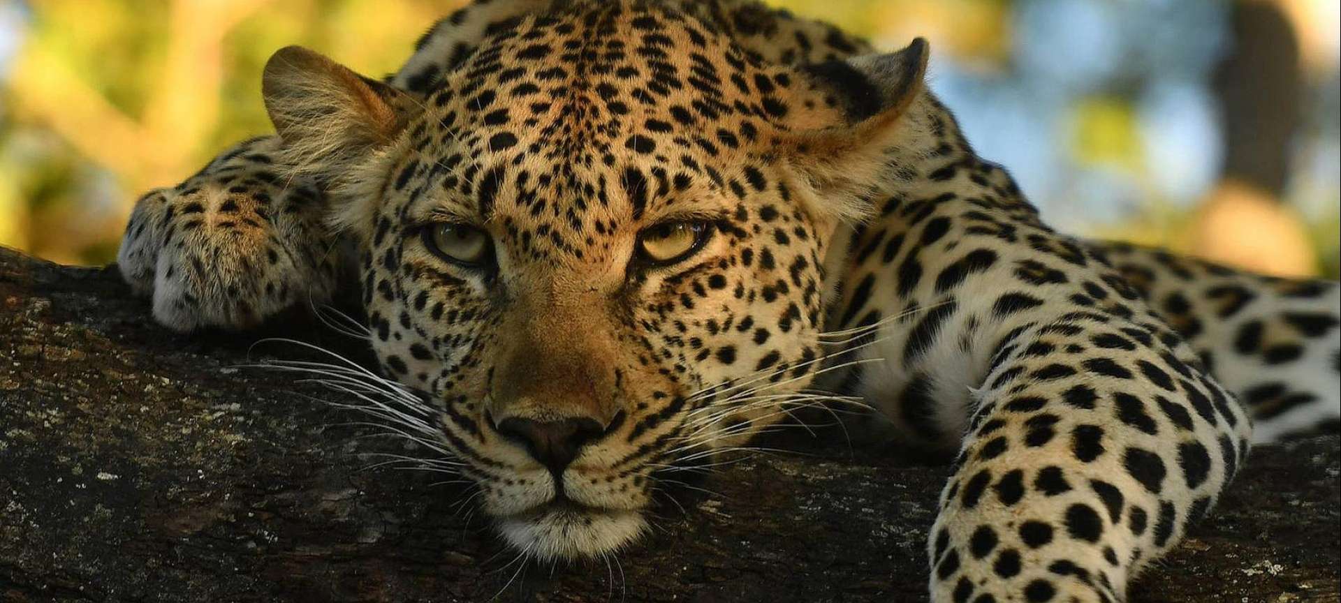 african big cats safaris reviews