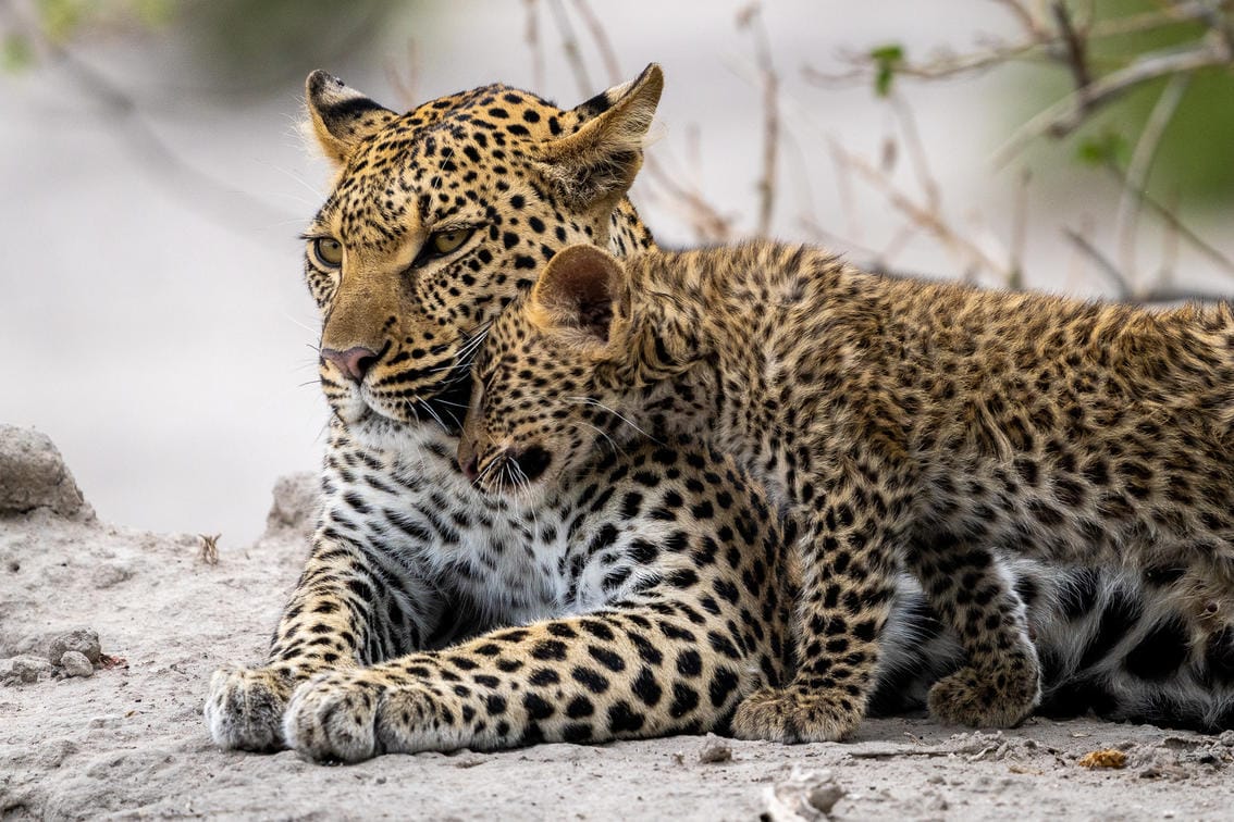 Big cat safaris in Africa Packages & Itineraries Discover Africa