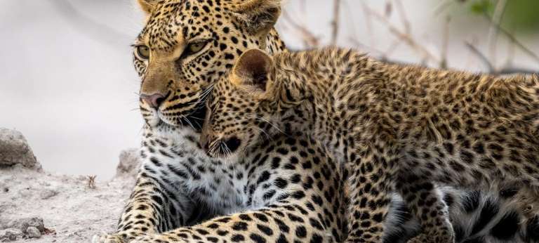 Discover Africa Safaris