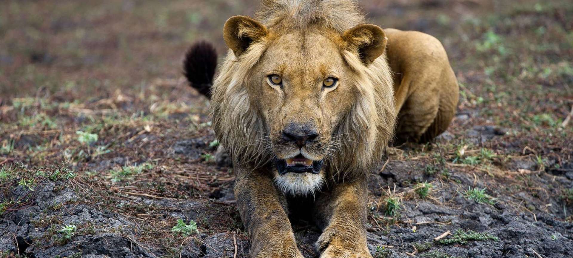 Lion safaris in Africa - Africa Wildlife Safaris