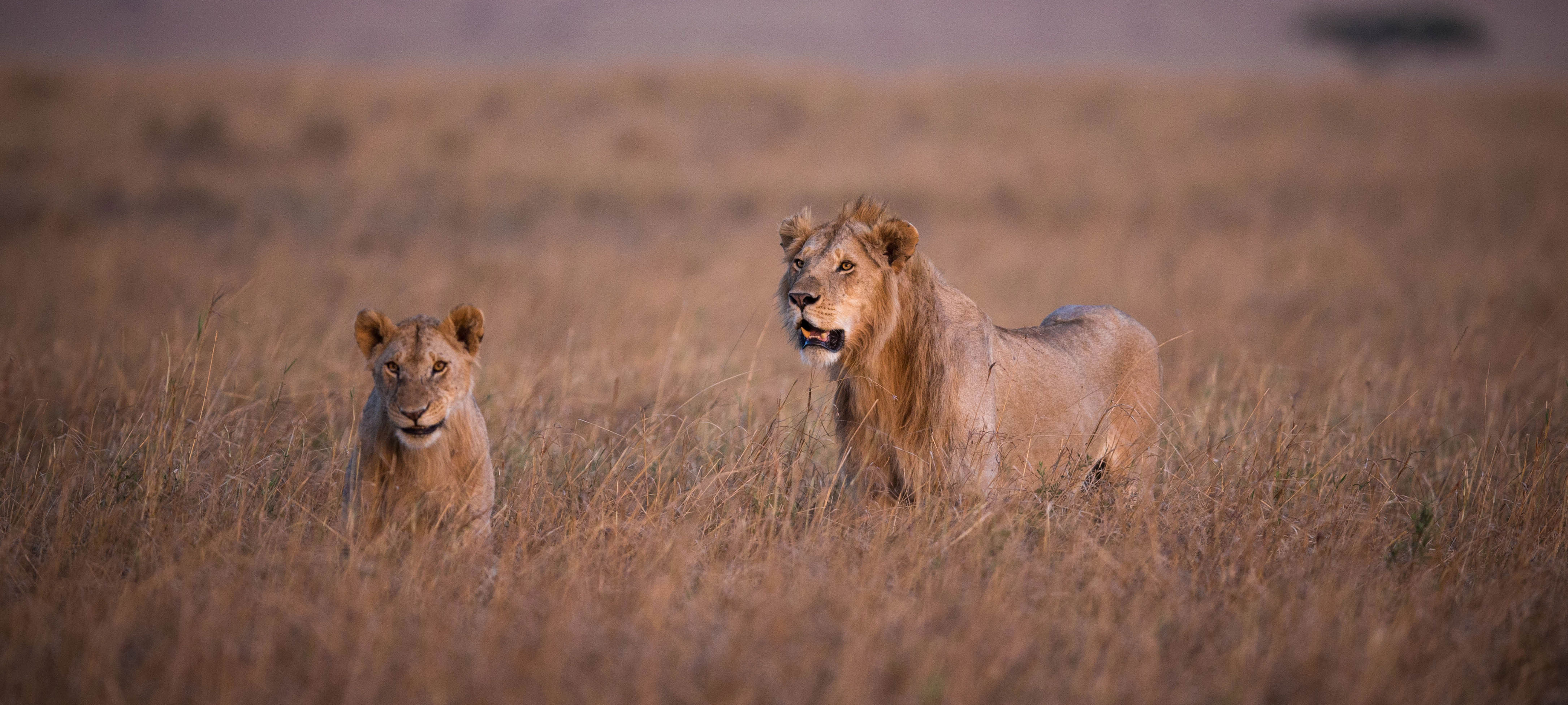 LionTracker - Tracking Africa's greatest lion prides | Discover Africa ...